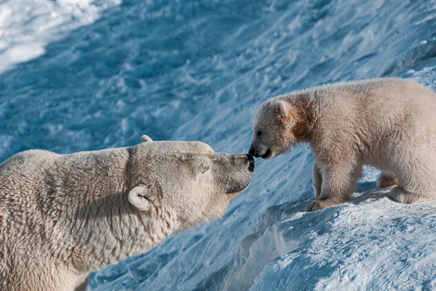 В якутском зоопарке белый медвежонок впервые вышел из берлоги